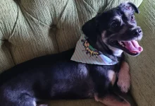cachorro-com-respiracao-ofegante-e-coracao-acelerado