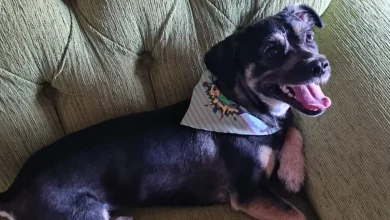 cachorro-com-respiracao-ofegante-e-coracao-acelerado