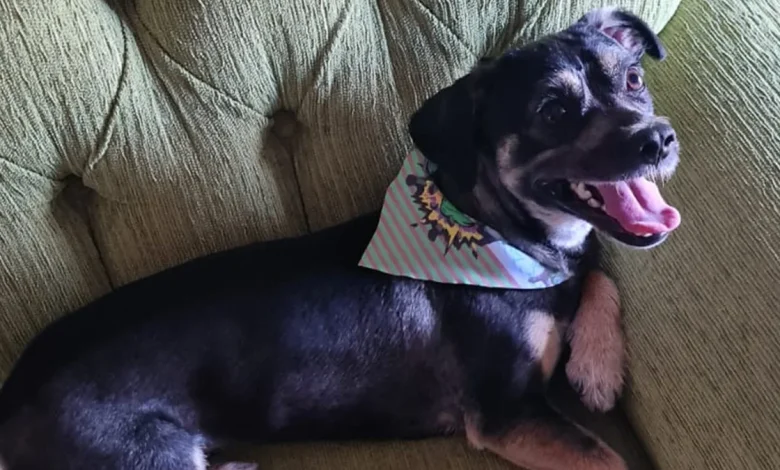 cachorro-com-respiracao-ofegante-e-coracao-acelerado